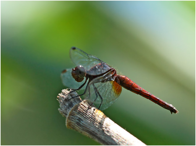 Erythrodiplax fuscafemelle, Red-faced Dragonlet