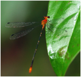 Heteragrion consors mâle, Orange Flatwing