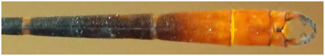 Heteragrion consors mâle appendices anaux, Orange Flatwing