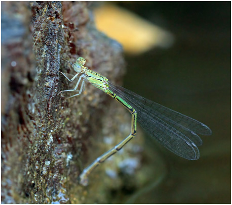 Neoneura confundens femelle,  Lemon-striped Threadtail