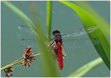 Planiplax arachne mâle, Spidery Scarlet-tail