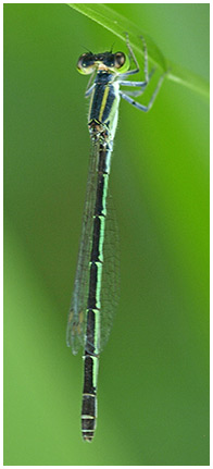 Agriocnemis nana femelle