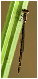 Agriocnemis femina femelle