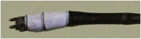 Argiocnemis sp. mâle