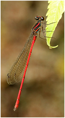Calicnemia chaseni mâle