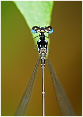 Coeliccia albicauda mâle