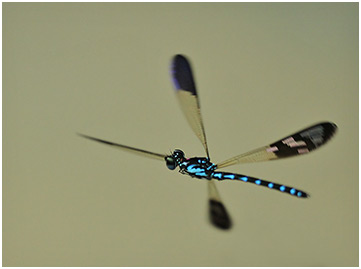 Heliocypha perforata mâle en vol
