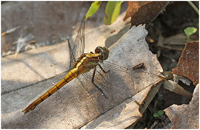 Orthetrum glaucum femelle