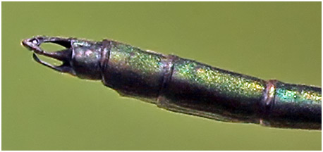 Vestalis amethystina mâle appendices anaux