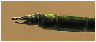 Vestalis amethystina mâle appendices anaux