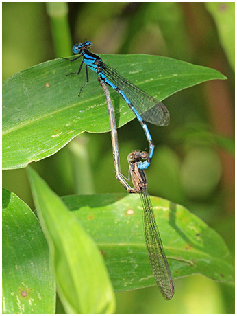 Argia elongata mating