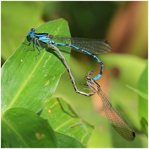 Argia elongata accouplement