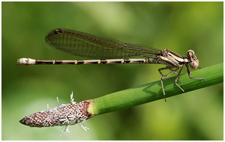 Argia elongata femelle